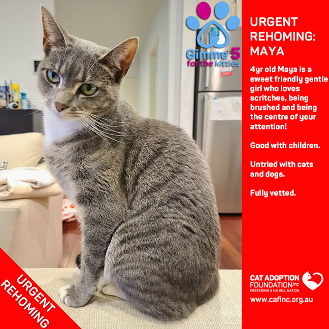 Photo of Maya Private Rehoming No Charge!