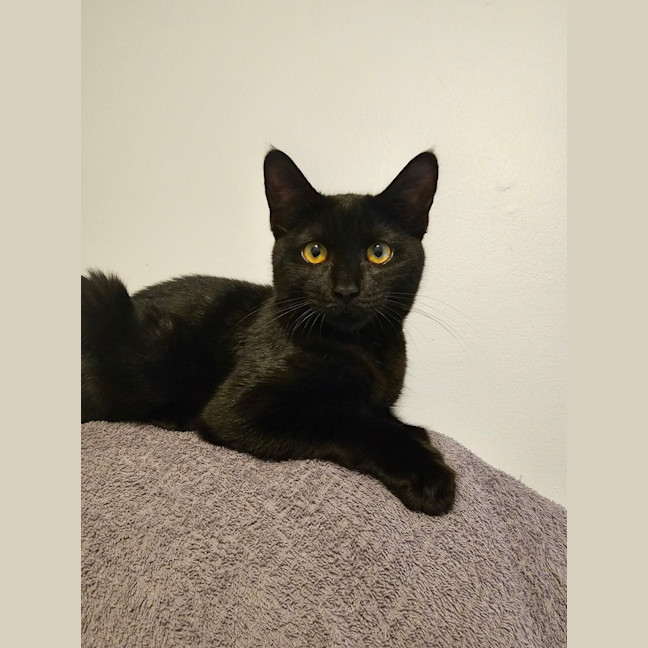 Photo of Misty