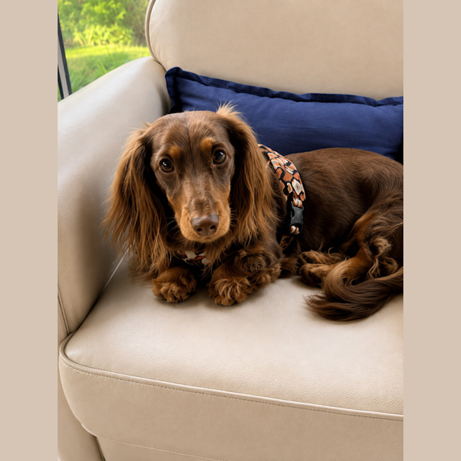 Photo of Rocco