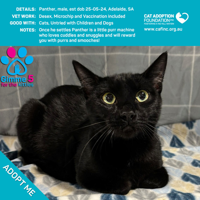 Photo of Panther Only $50 Limited Time!