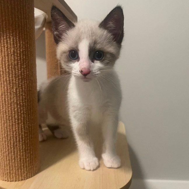 Photo of Possum 🩵🐟