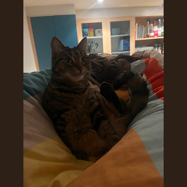 Photo of Princess Pumpkin