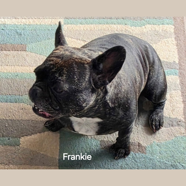 Photo of Frankie
