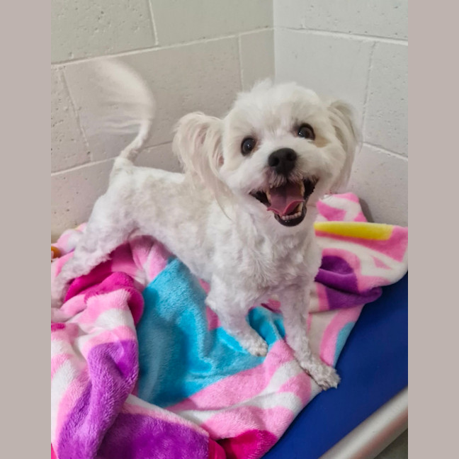 Photo of D1069 Dudley