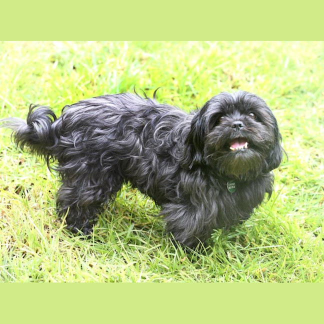 Photo of Dixie And Peppa Tamblyn