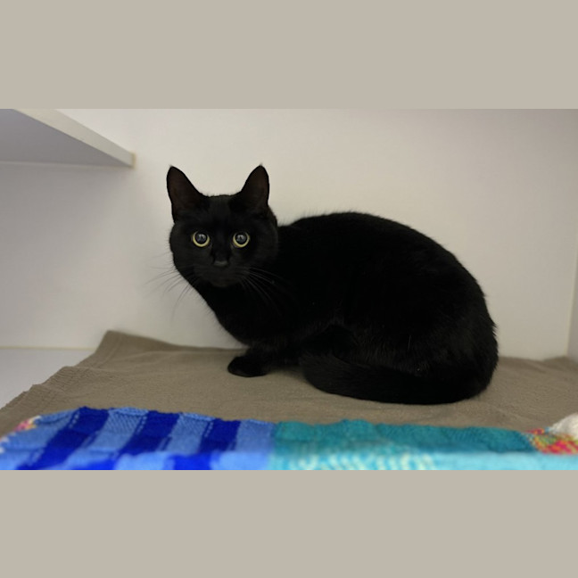 Photo of Suki