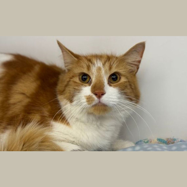 Photo of Peanut