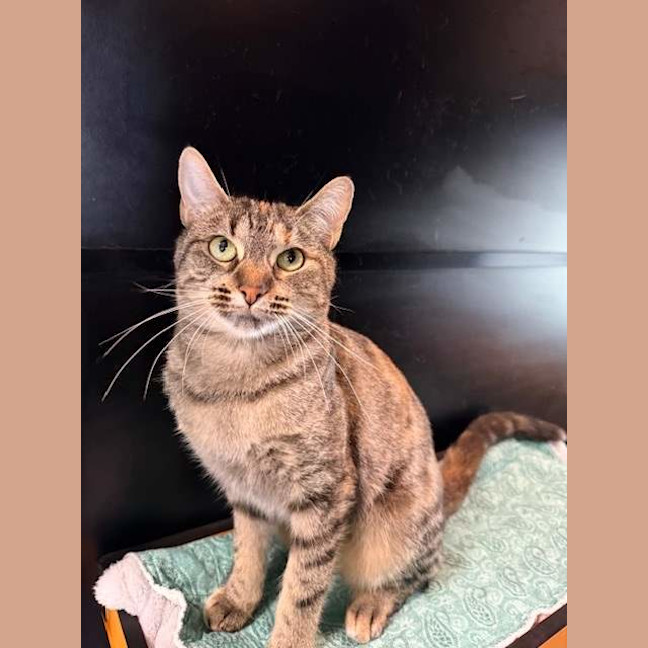 Photo of Chilli