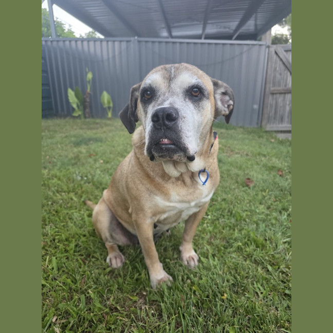 Photo of Chloe *$150 Adoption Fee*