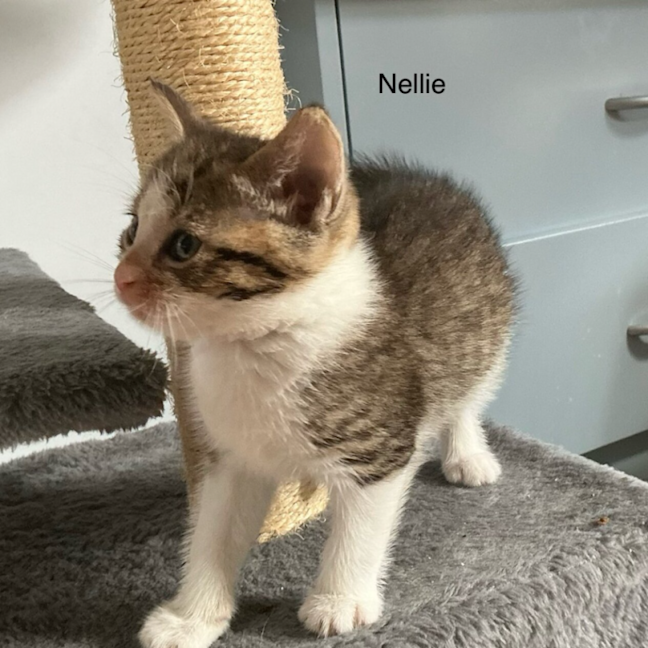 Photo of Nellie