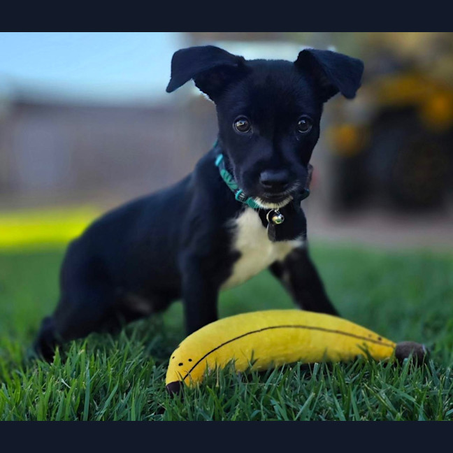 Photo of Pepper