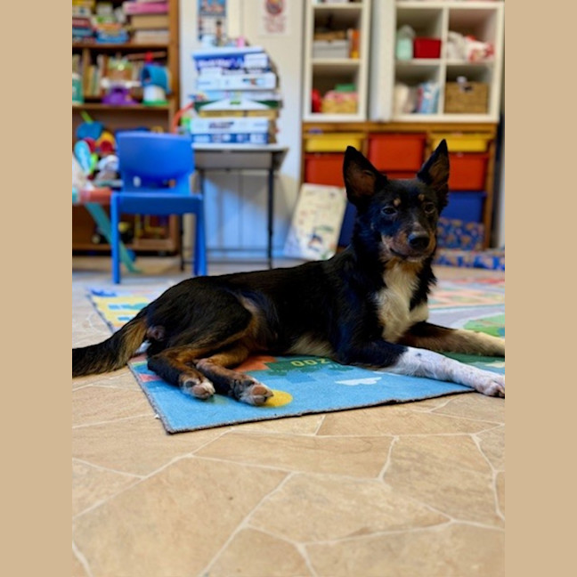 Photo of Poppy   1 Year Old Cattle Dog X