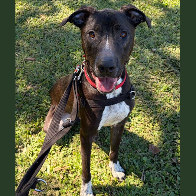 Photo of Buddy