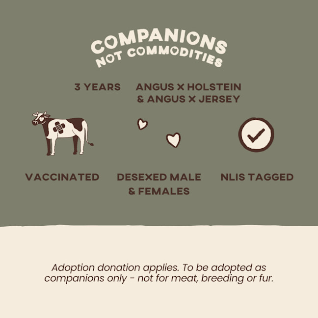 Photo of Clyde, Delilah & Honey 