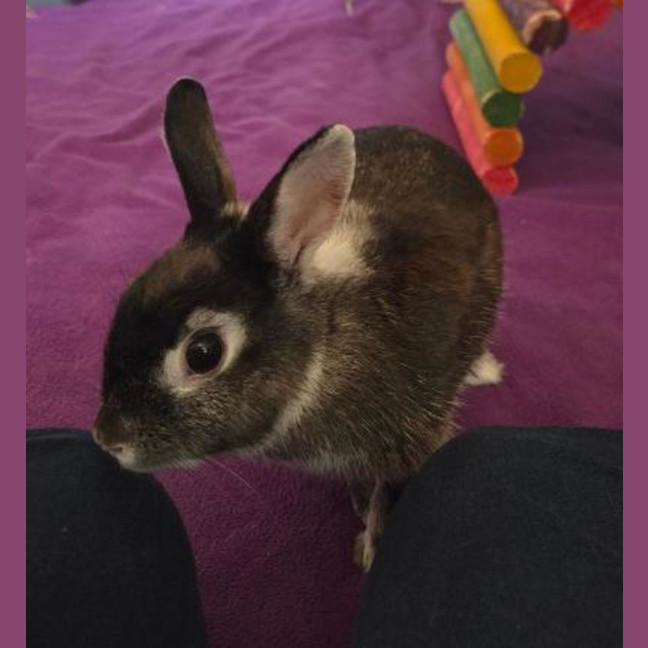 Photo of Alex & Dobbie