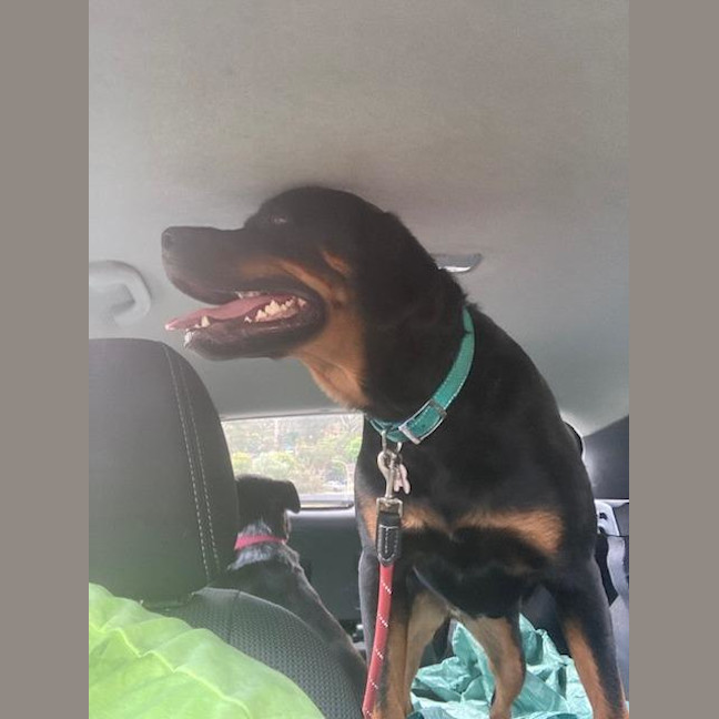 Photo of Nala