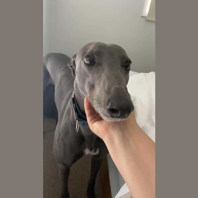 Photo of Appy, The Rescue Greyhound