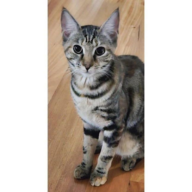 Photo of 11587   Elsie