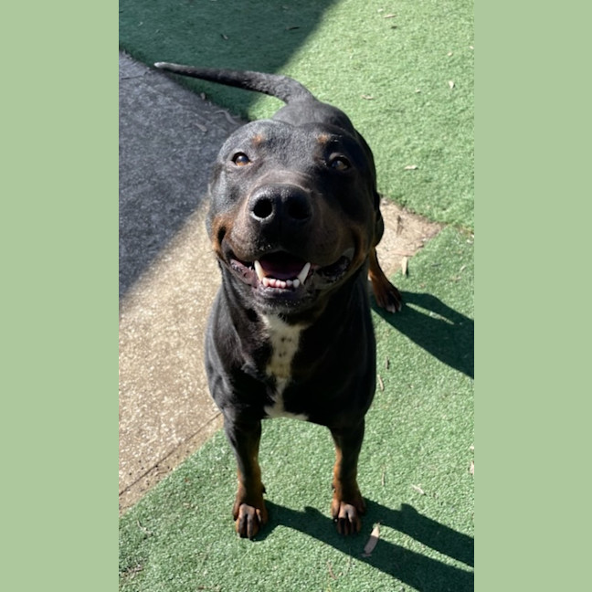 Photo of Diesel
