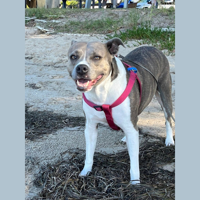 Photo of Hayley *$250 Adoption Fee*