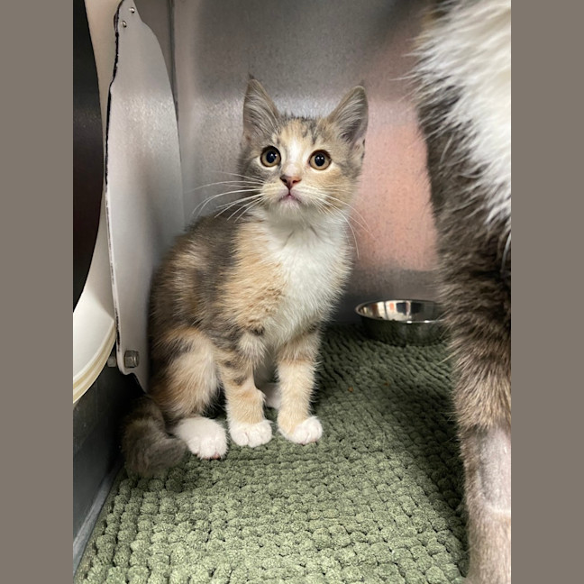 Photo of Momo (Was Ginny)