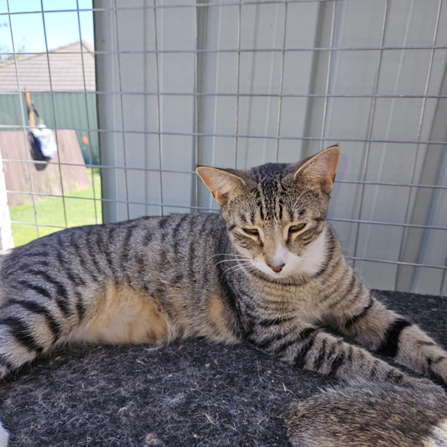 Photo of Larry **2nd Chance Cat Rescue**