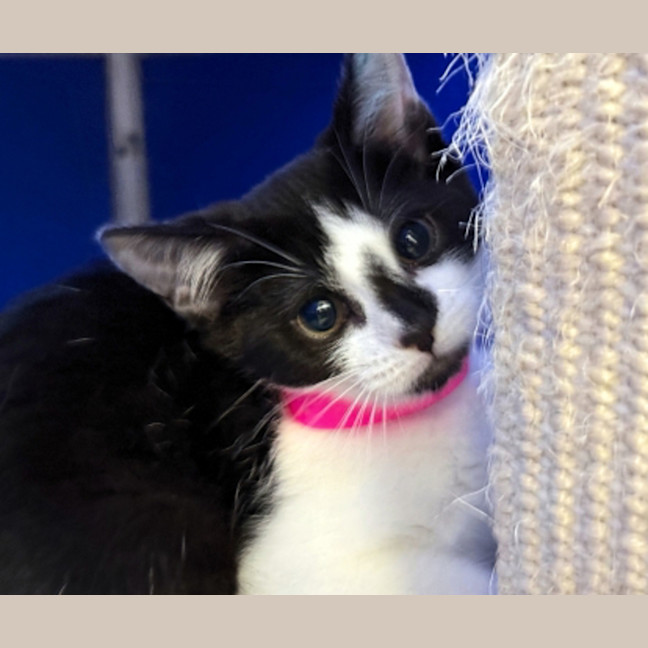 Photo of Pearl