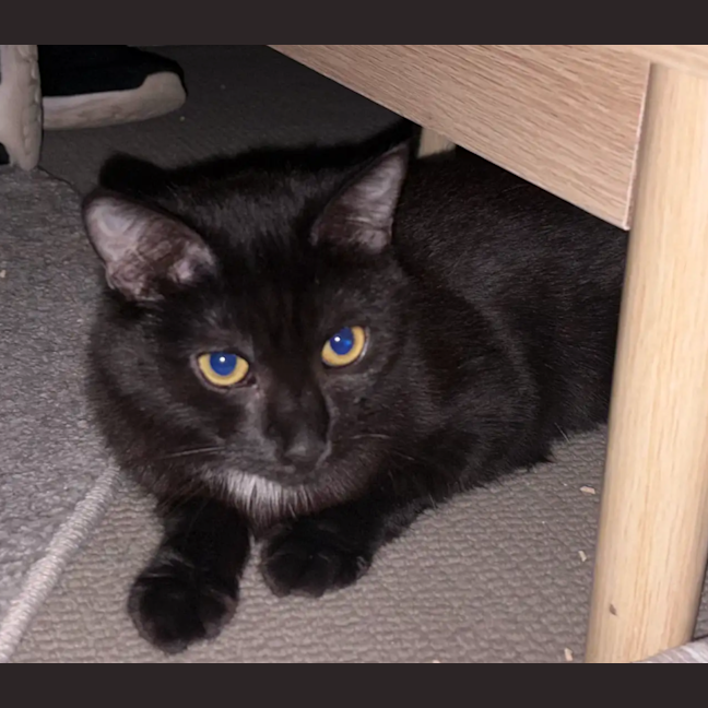 Photo of Morticia