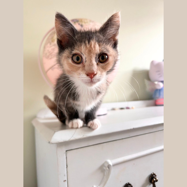 Photo of Dixie