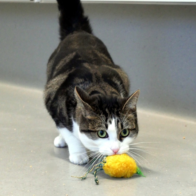 Photo of Button Sua014765