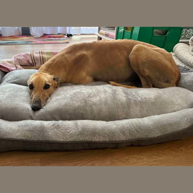 Photo of Kashi, The Greyhound Queen 👑