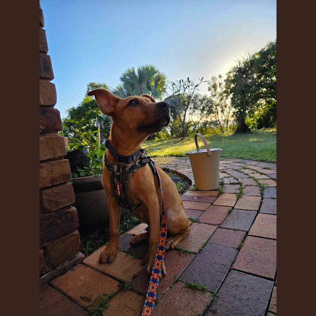Photo of Boone