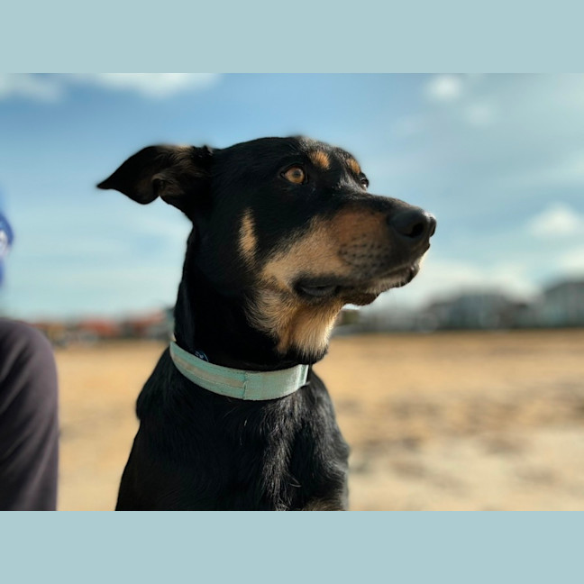 Photo of Alfalfa (Alfie)