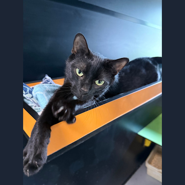 Photo of Onyx