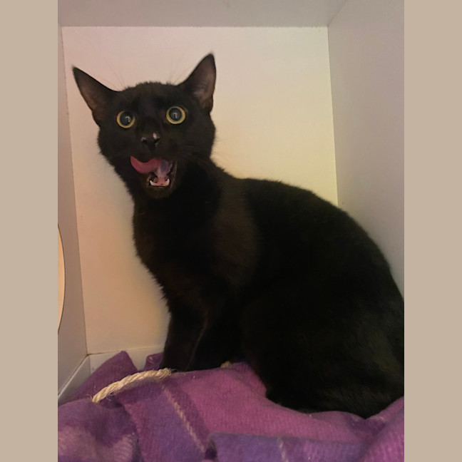 Photo of Jett