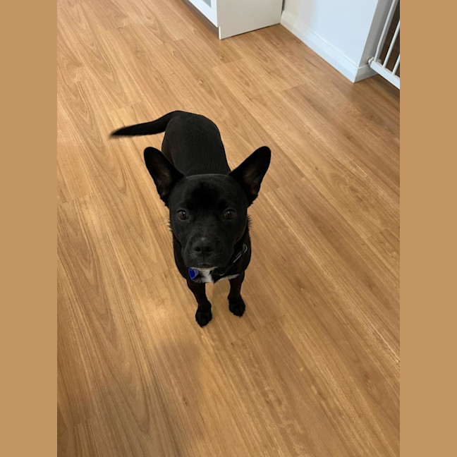 Photo of Claude   4 Year Old French Bulldog X (Trial)