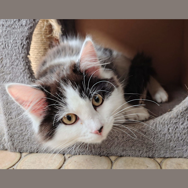 Photo of Skittles   Available Pet Quarters Belmont