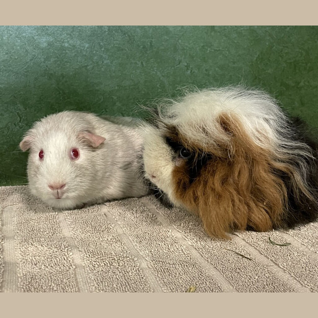 Photo of Pip (Bonded To Brie)