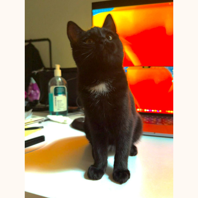 Photo of Poppy