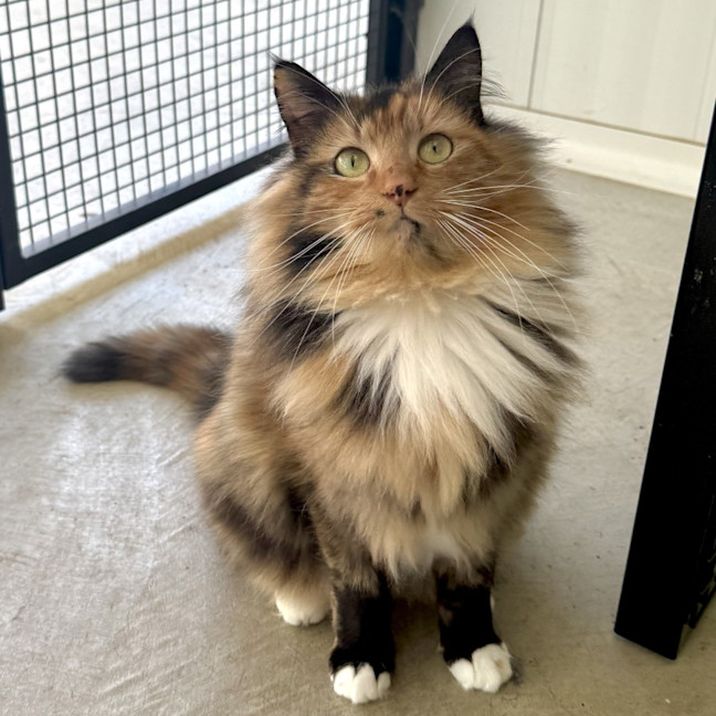 Photo of Bellatrix