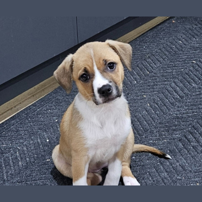 Photo of Chestnut