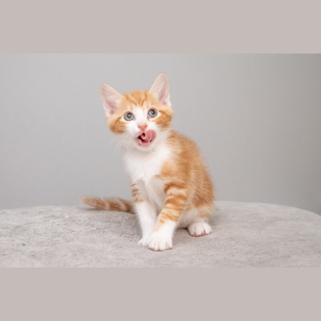 Photo of Pumpkin