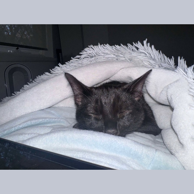 Photo of Draco   Located In Hawthorn East