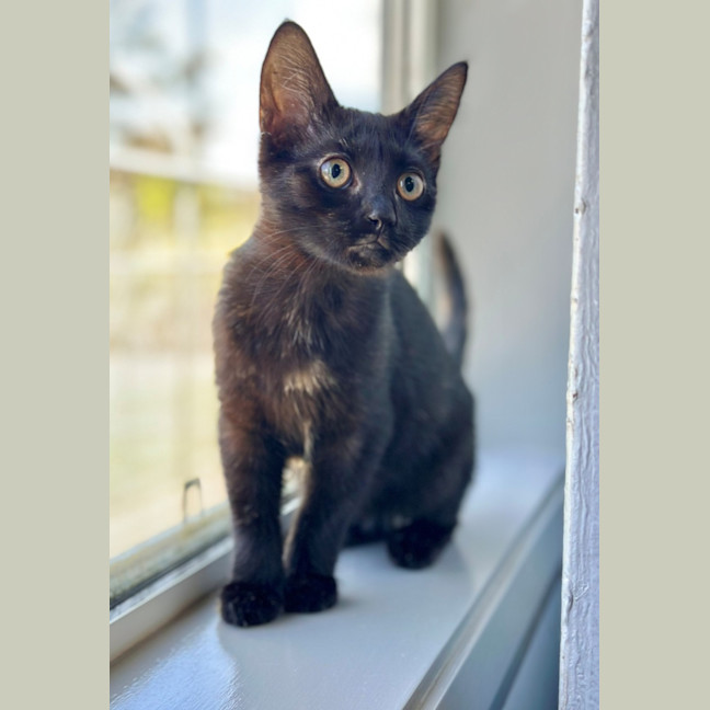 Photo of Minky