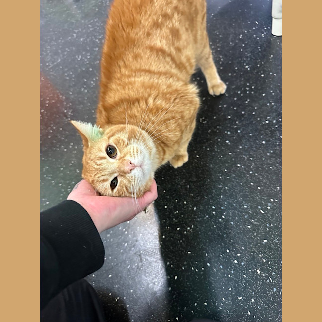 Photo of Donut