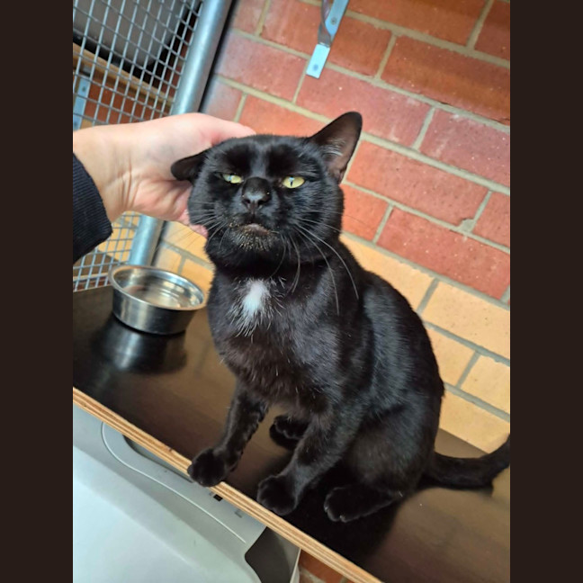 Photo of Batman! 🦇