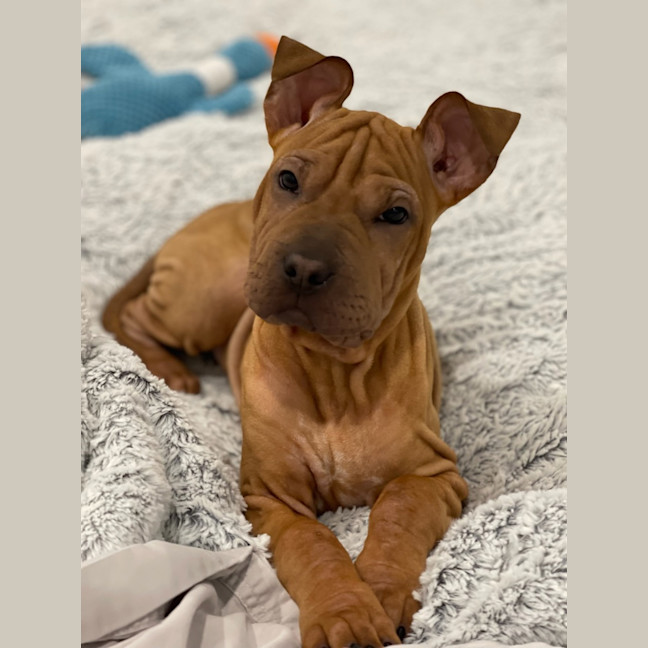 Photo of Shiloh
