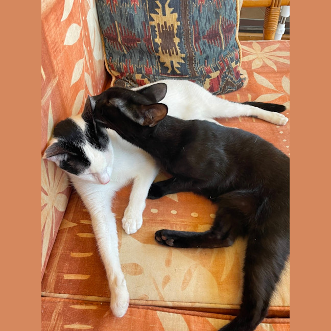 Photo of Julien   9 Month Old Domestic Short Hair