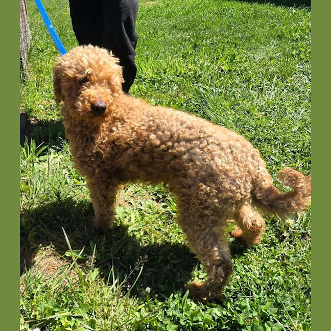 Photo of Angus