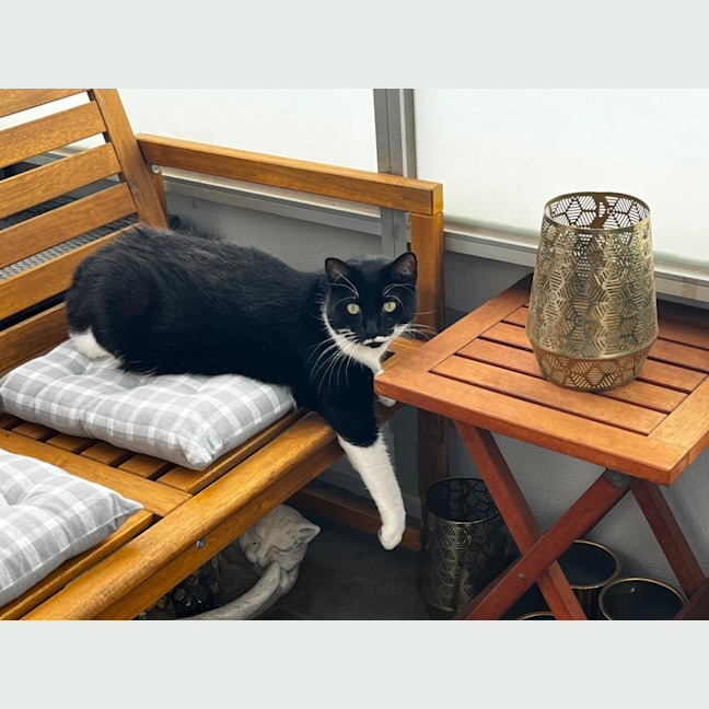Photo of Munchkin Loves Apartment Living !